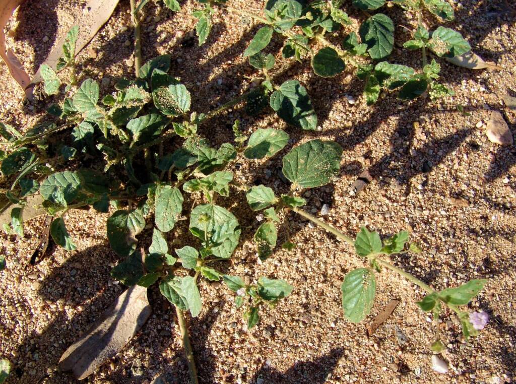Tar Vine (Boerhavia coccinea), Ellery Creek Big Hole NT