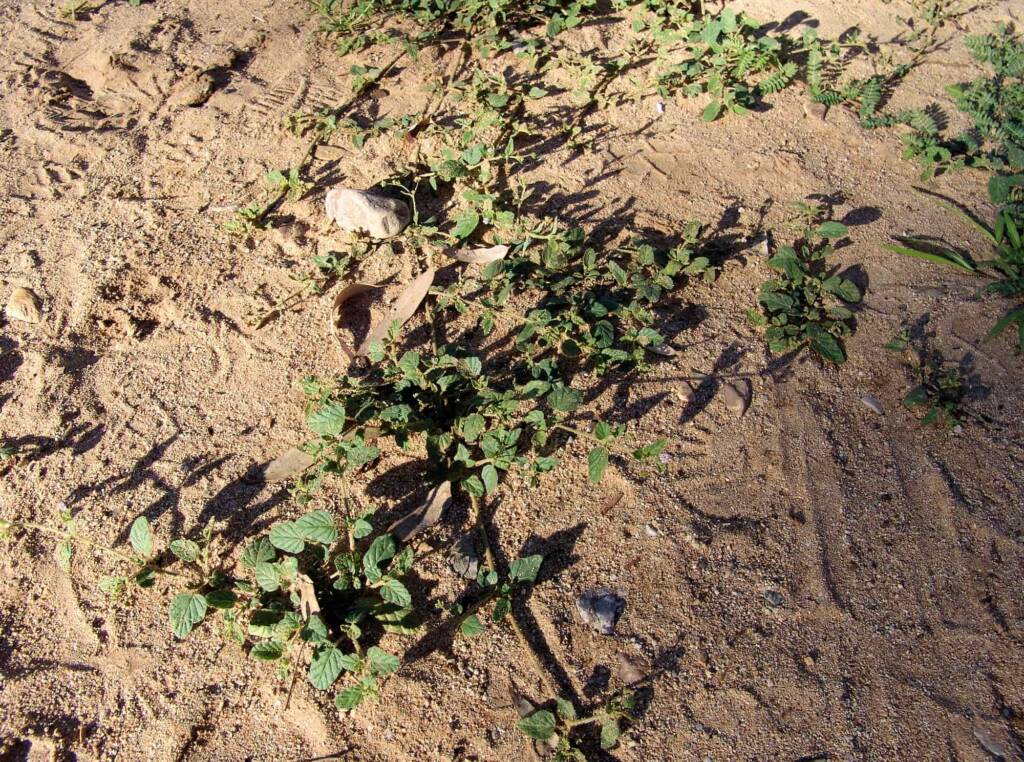 Tar Vine (Boerhavia coccinea), Ellery Creek Big Hole NT