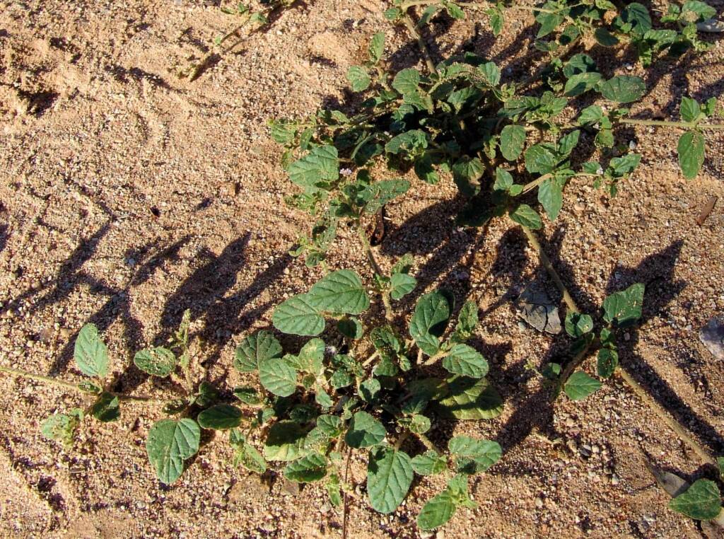 Tar Vine (Boerhavia coccinea), Ellery Creek Big Hole NT