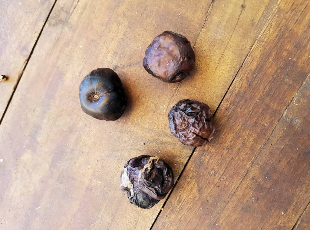 Burdekin Plum (Pleiogynium timorense), Alice Springs NT