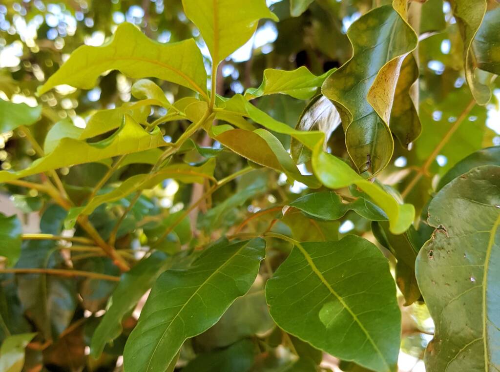 Burdekin Plum (Pleiogynium timorense), Alice Springs NT