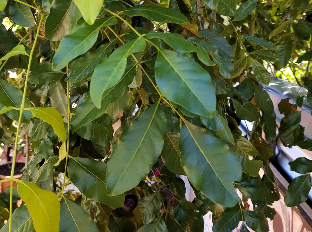 Burdekin Plum (Pleiogynium timorense), Alice Springs NT