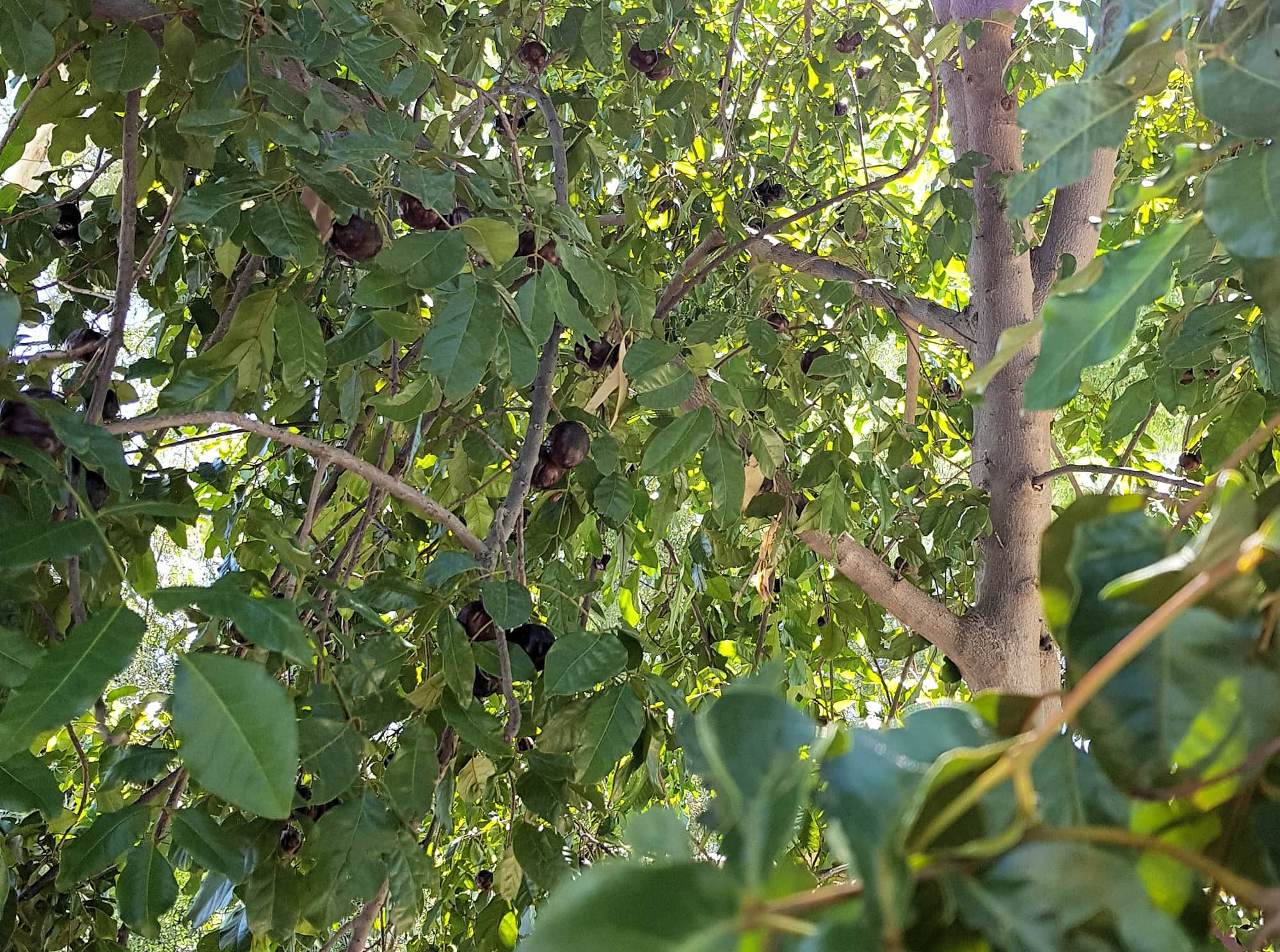 Burdekin Plum (Pleiogynium timorense), Alice Springs NT
