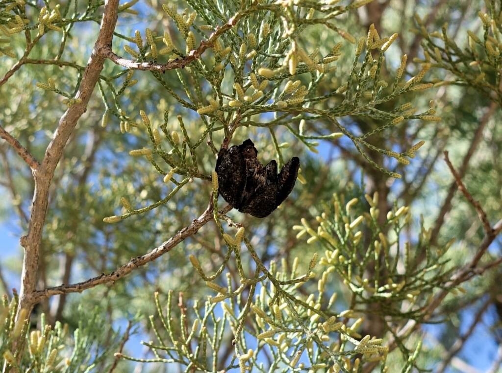 White Cypress Pine (Callitris columellaris), Ellery Creek Big Hole (West MacDonnell Ranges), NT