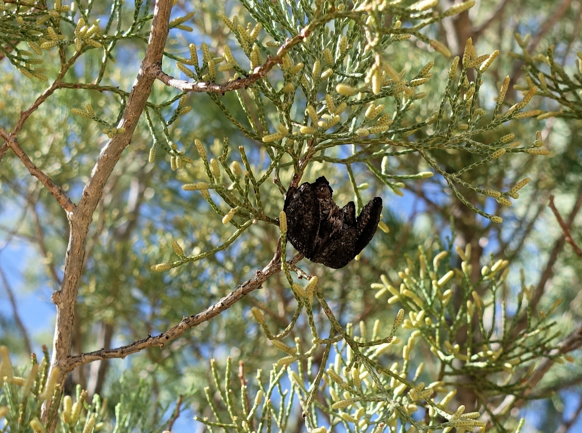 White Cypress Pine (Callitris columellaris), Ellery Creek Big Hole (West MacDonnell Ranges), NT