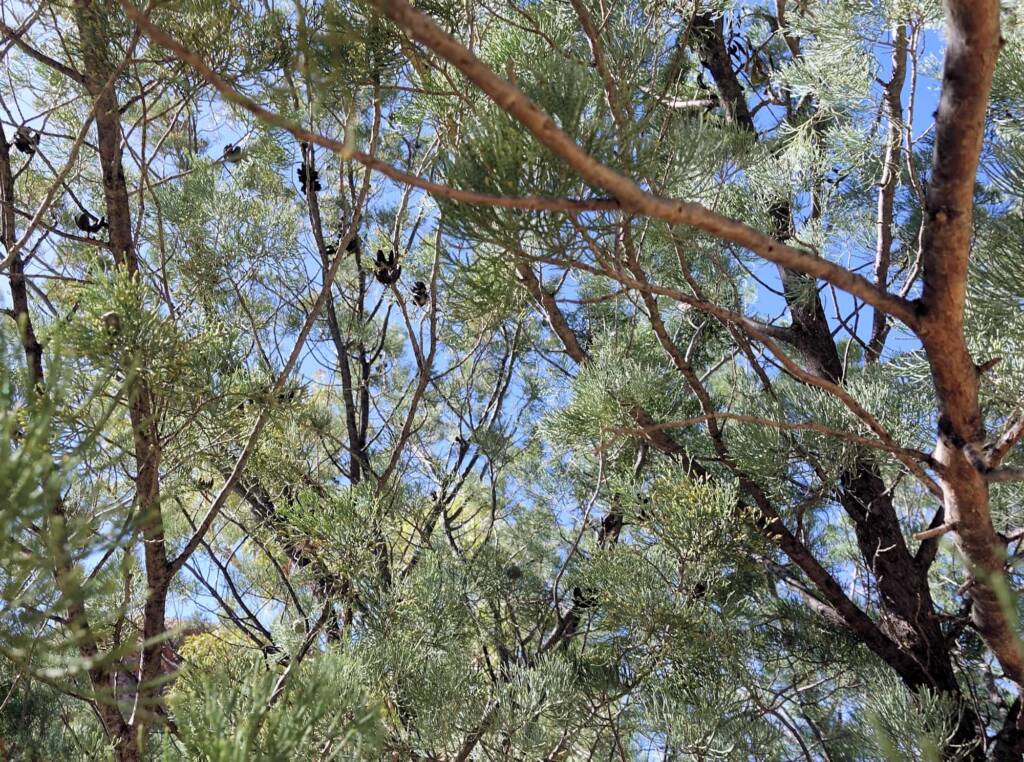 White Cypress Pine (Callitris columellaris), Ellery Creek Big Hole (West MacDonnell Ranges), NT