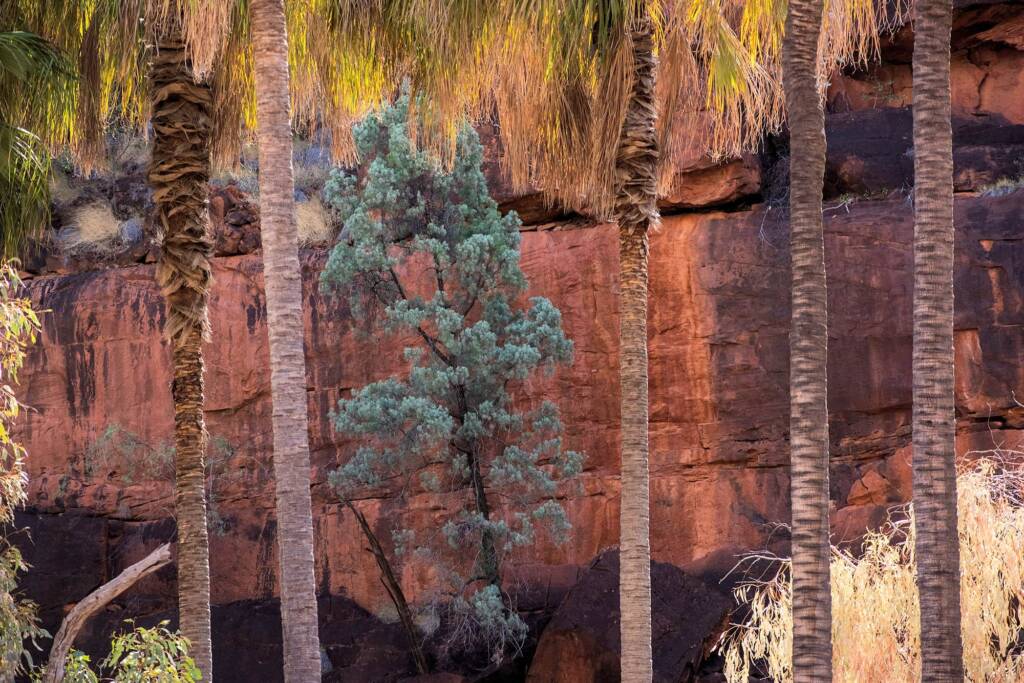 White Cypress Pine (Callitris columellaris) & Red Cabbage Palms (Livistona mariae), Palm Valley © Andy Brown