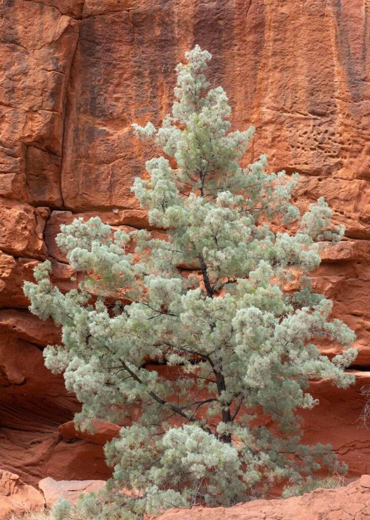 White Cypress Pine (Callitris columellaris), Palm Valley © Andy Brown