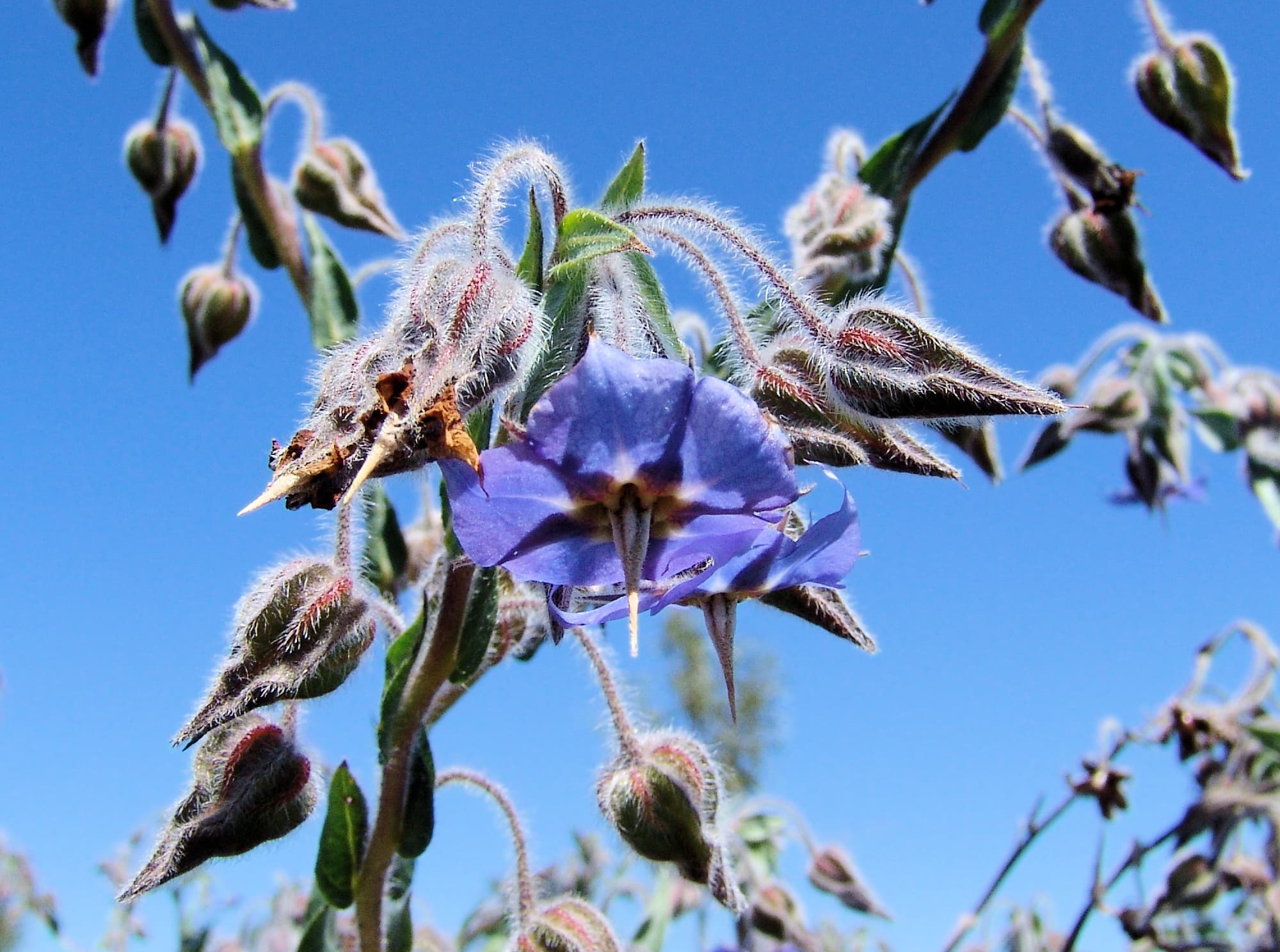 Cattle Bush (Trichodesma zeylanicum), Central Australia NT