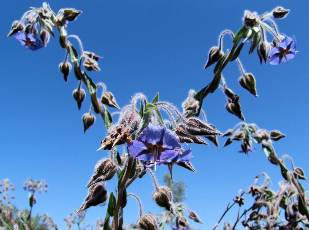 Cattle Bush (Trichodesma zeylanicum), Central Australia NT
