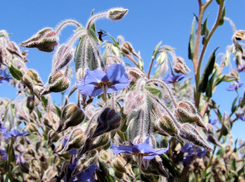 Cattle Bush (Trichodesma zeylanicum), Central Australia NT