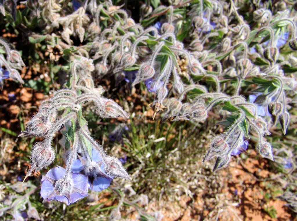 Cattle Bush (Trichodesma zeylanicum), Central Australia NT