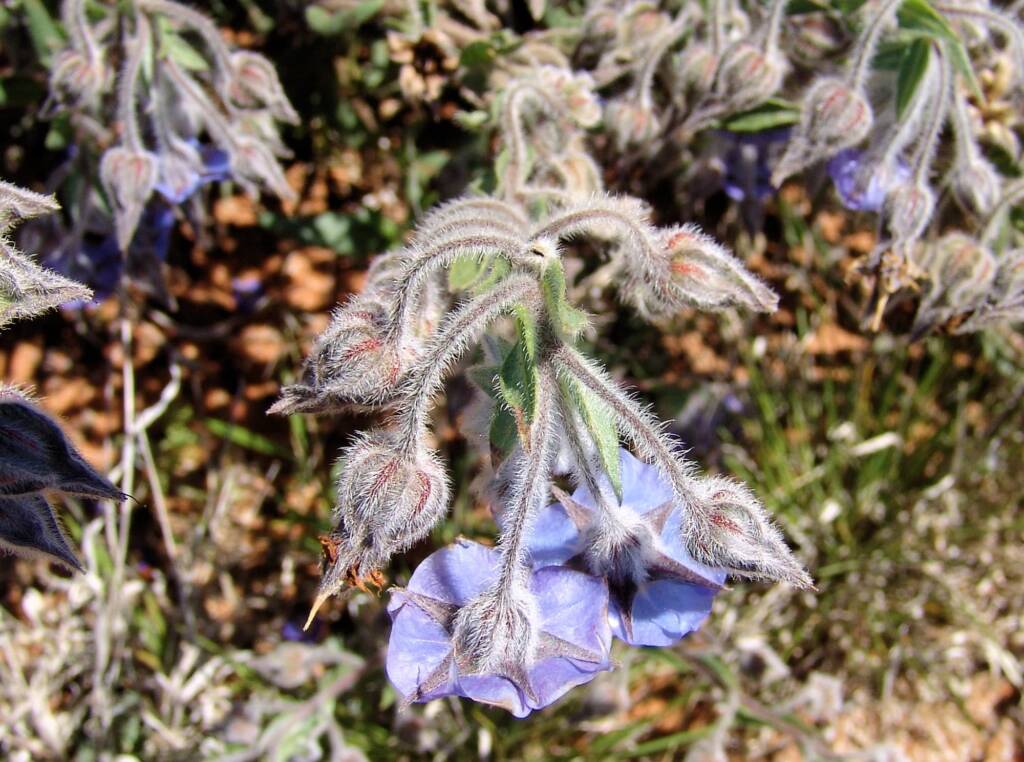 Cattle Bush (Trichodesma zeylanicum), Central Australia NT