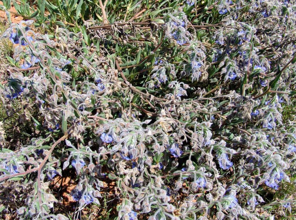 Cattle Bush (Trichodesma zeylanicum), Central Australia NT