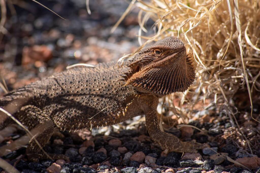 Central Bearded Dragon (Pogona vitticeps) © Andy Brown