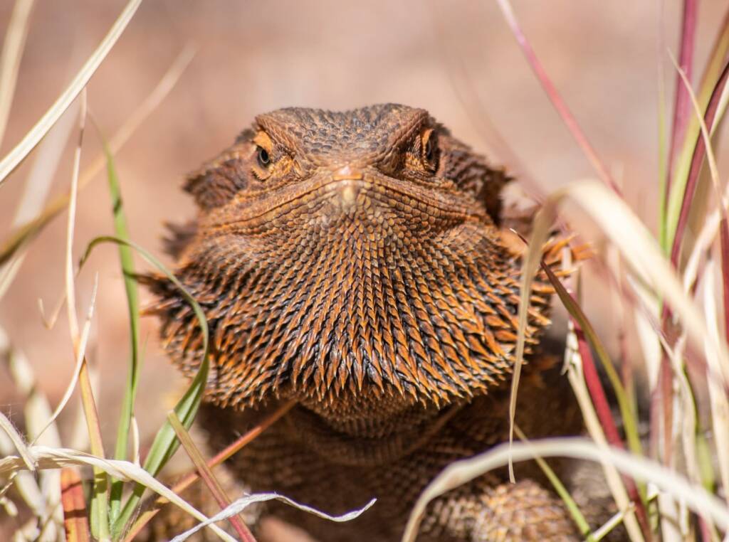Central Bearded Dragon (Pogona vitticeps) © Andy Brown