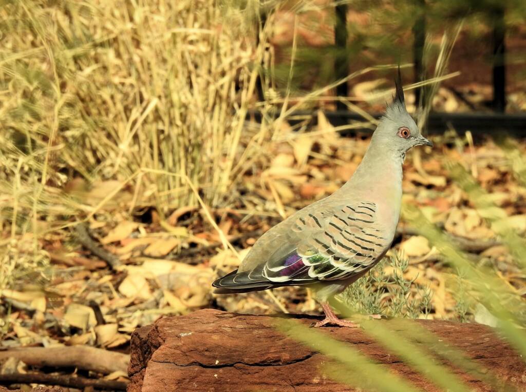 Crested Pigeon (Ocyphaps lophotes), Alice Springs NT © Dorothy Latimer