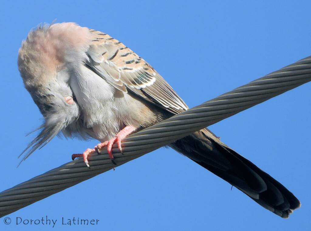Crested Pigeon (Ocyphaps lophotes), Alice Springs NT © Dorothy Latimer