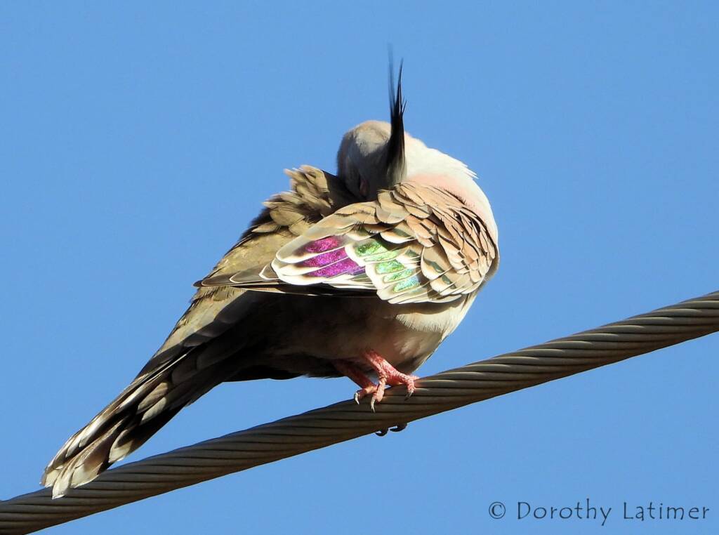 Crested Pigeon (Ocyphaps lophotes), Alice Springs NT © Dorothy Latimer