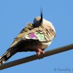 Crested Pigeon (Ocyphaps lophotes), Alice Springs NT © Dorothy Latimer