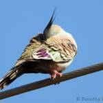 Crested Pigeon (Ocyphaps lophotes), Alice Springs NT © Dorothy Latimer
