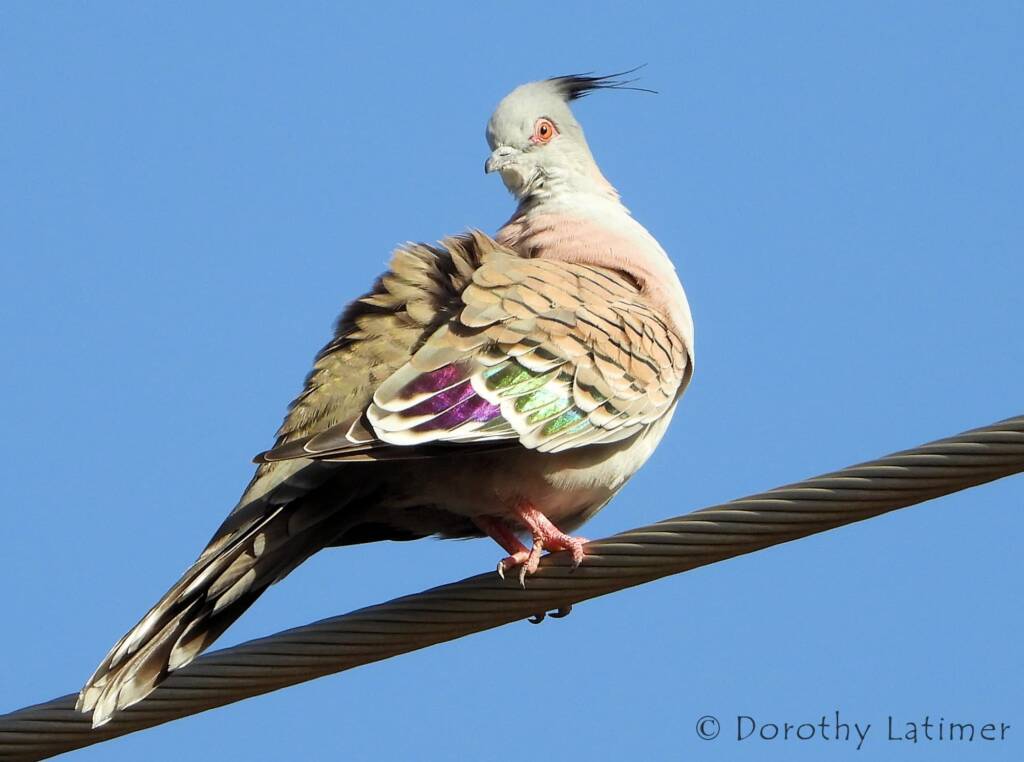 Crested Pigeon (Ocyphaps lophotes), Alice Springs NT © Dorothy Latimer