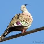 Crested Pigeon (Ocyphaps lophotes), Alice Springs NT © Dorothy Latimer