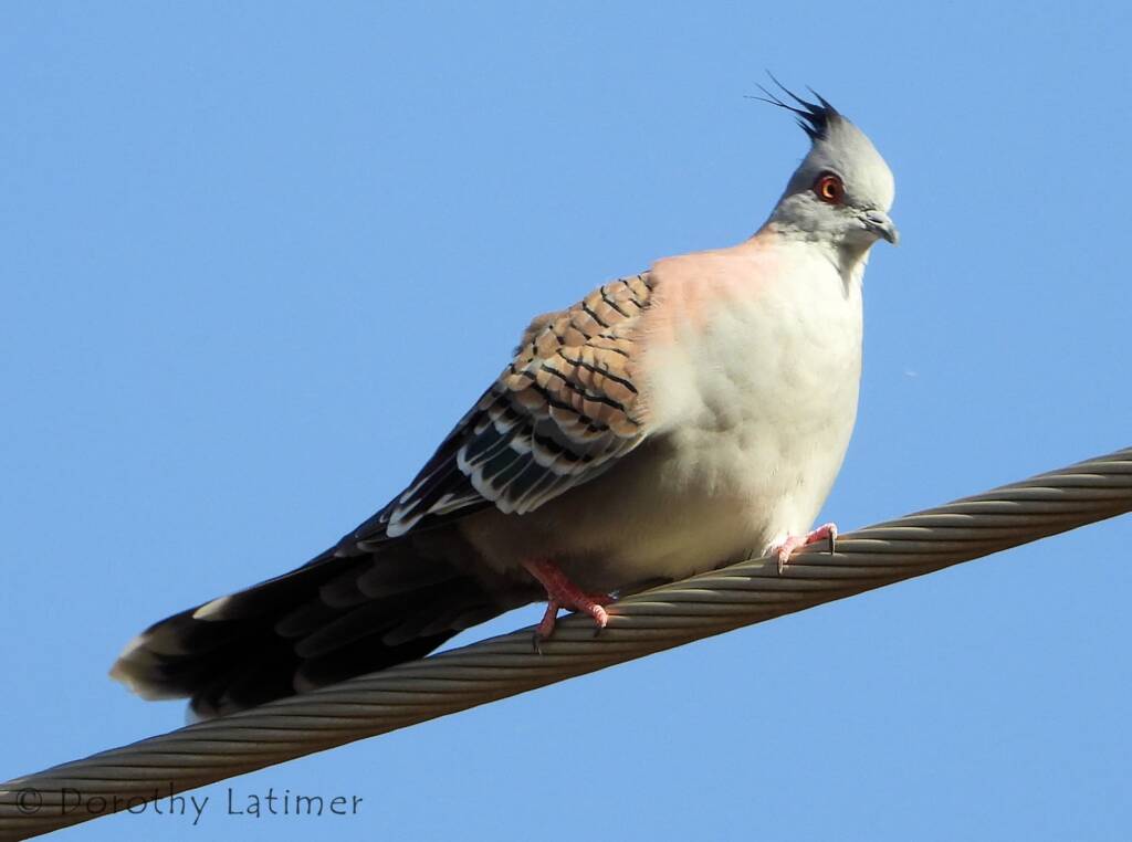 Crested Pigeon (Ocyphaps lophotes), Alice Springs NT © Dorothy Latimer