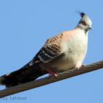 Crested Pigeon (Ocyphaps lophotes), Alice Springs NT © Dorothy Latimer