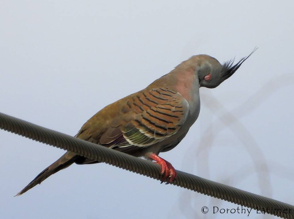 Crested Pigeon (Ocyphaps lophotes), Alice Springs NT © Dorothy Latimer
