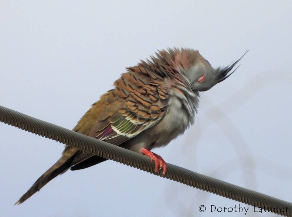 Crested Pigeon (Ocyphaps lophotes), Alice Springs NT © Dorothy Latimer