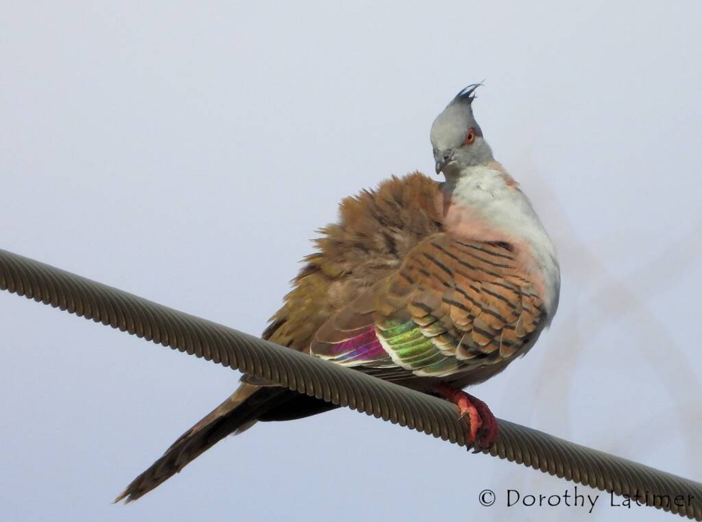 Crested Pigeon (Ocyphaps lophotes), Alice Springs NT © Dorothy Latimer