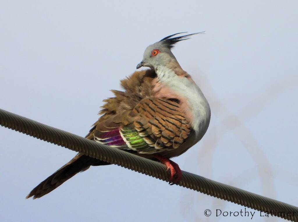 Crested Pigeon (Ocyphaps lophotes), Alice Springs NT © Dorothy Latimer