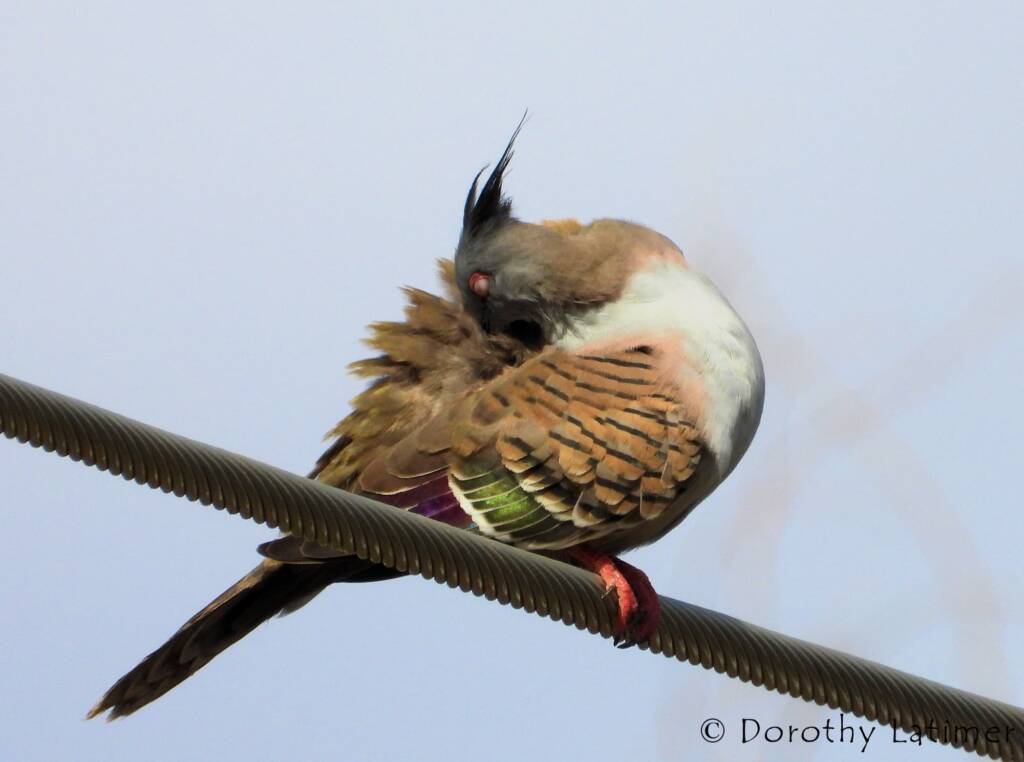 Crested Pigeon (Ocyphaps lophotes), Alice Springs NT © Dorothy Latimer