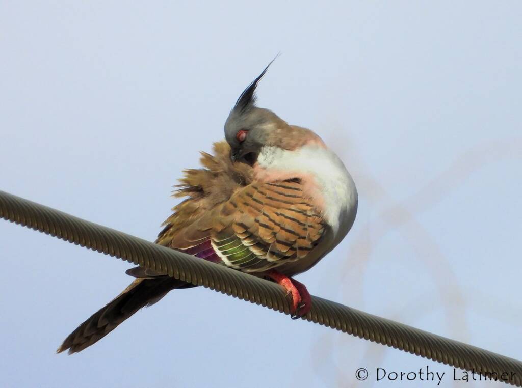 Crested Pigeon (Ocyphaps lophotes), Alice Springs NT © Dorothy Latimer