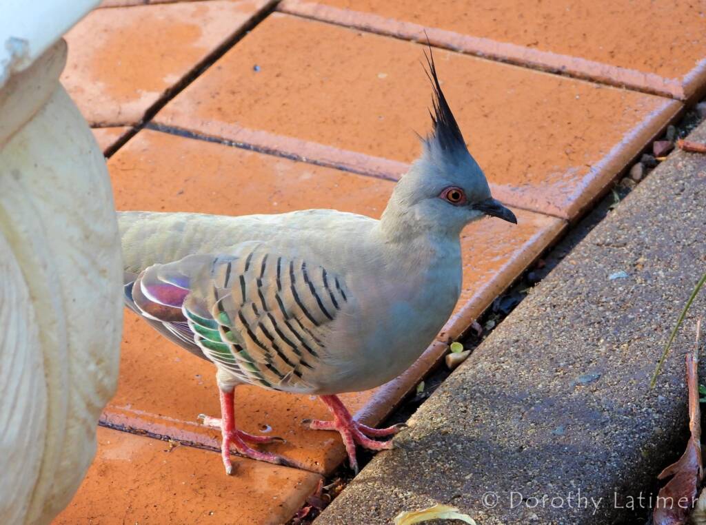 Crested Pigeon (Ocyphaps lophotes), Alice Springs NT © Dorothy Latimer
