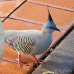 Crested Pigeon (Ocyphaps lophotes), Alice Springs NT © Dorothy Latimer