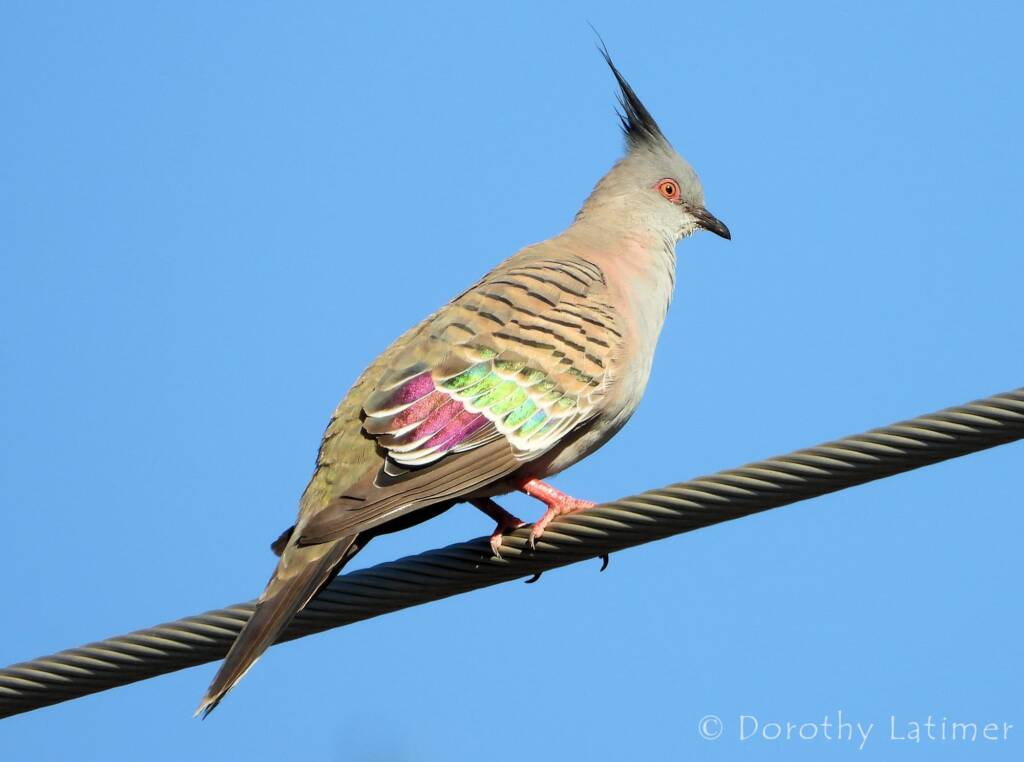 Crested Pigeon (Ocyphaps lophotes), Alice Springs NT © Dorothy Latimer