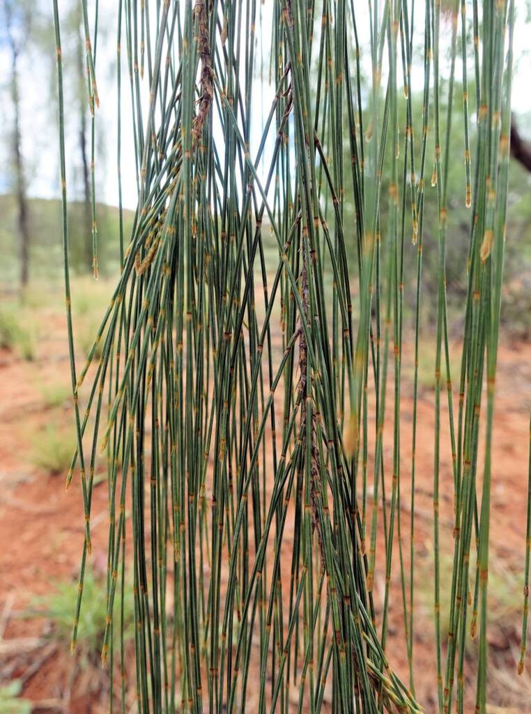 Desert Oak (Allocasuarina decaisneana), Olive Pink Botanic Garden NT
