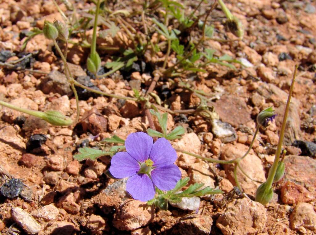 Storkbill (Erodum cygnorum), Tanami Rd (nth of Alice Springs) NT