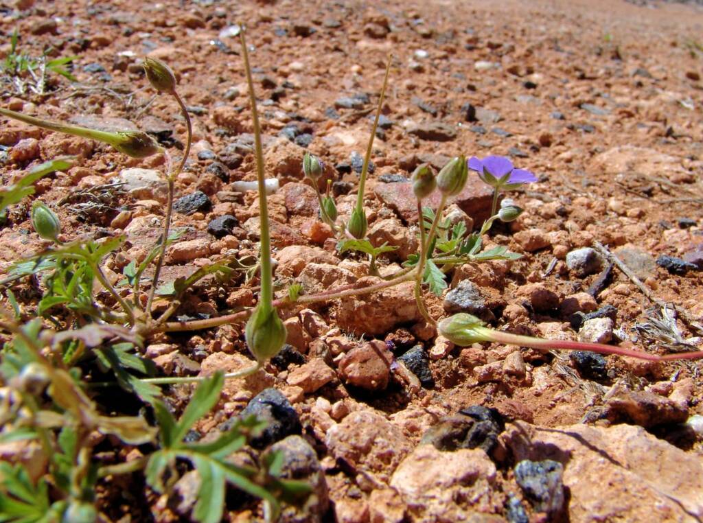 Storkbill (Erodum cygnorum), Tanami Rd (nth of Alice Springs) NT