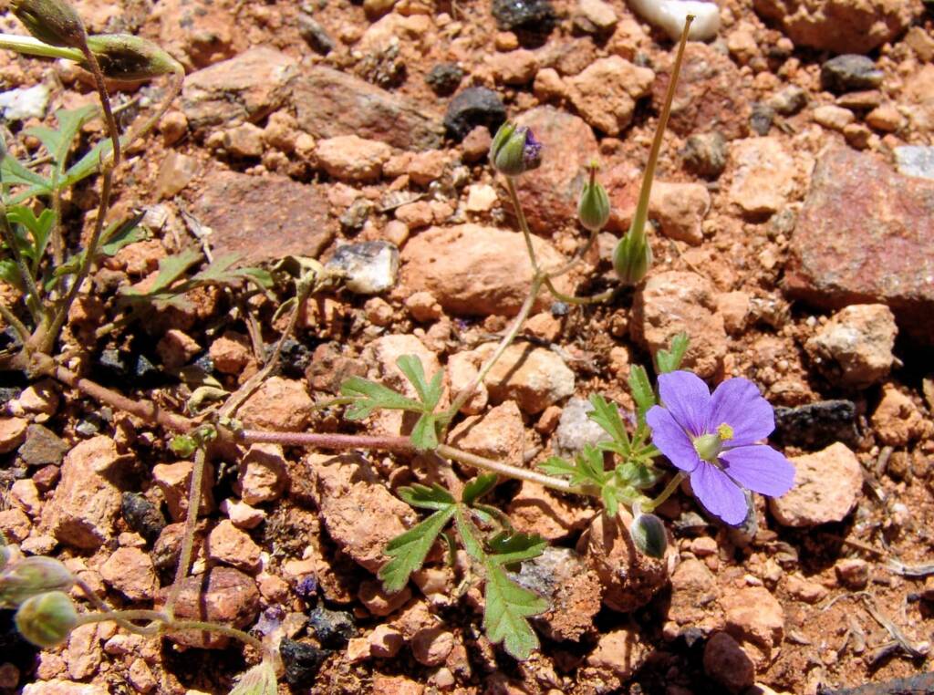 Storkbill (Erodum cygnorum), Tanami Rd (nth of Alice Springs) NT