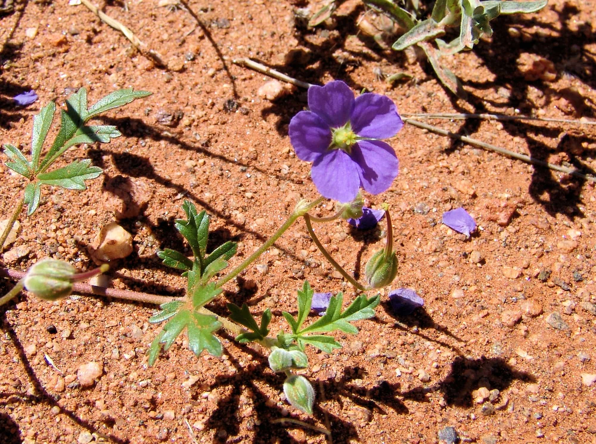 Storkbill (Erodum cygnorum), Tanami Rd (nth of Alice Springs) NT