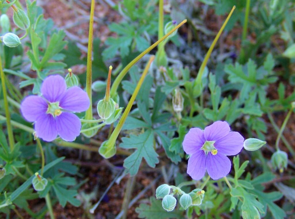 Storkbill (Erodum cygnorum), Tanami Rd (nth of Alice Springs) NT