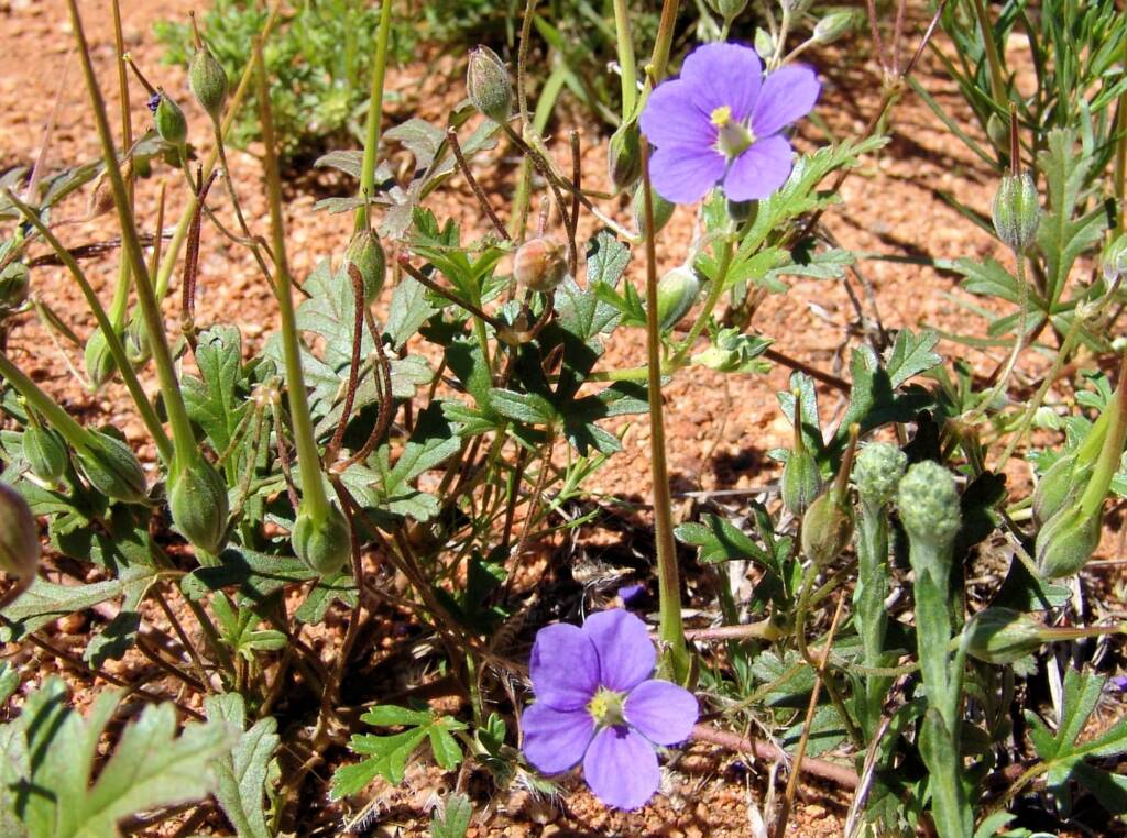 Storkbill (Erodum cygnorum), Tanami Rd (nth of Alice Springs) NT