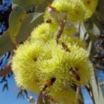 Lemon-flowered Gum (Eucalyptus woodwardii), Alice Springs NT