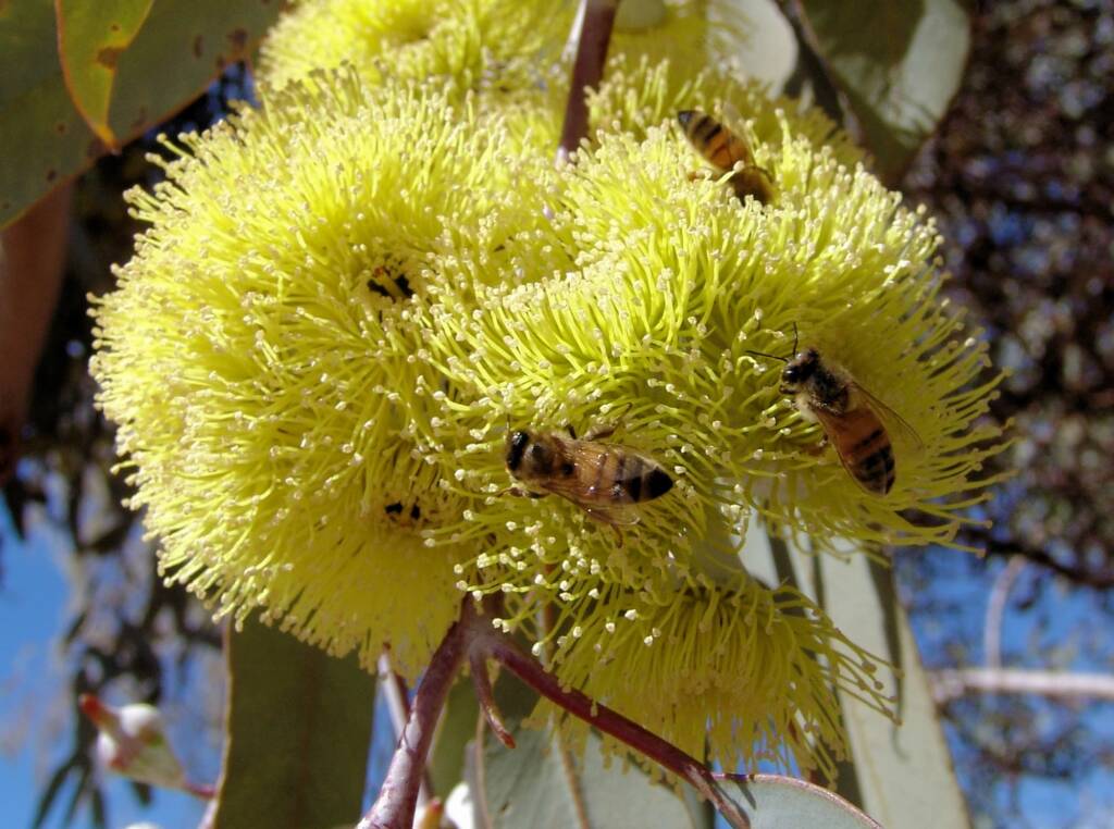Lemon-flowered Gum (Eucalyptus woodwardii), Alice Springs NT