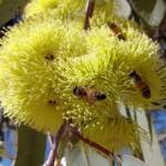 Lemon-flowered Gum (Eucalyptus woodwardii), Alice Springs NT