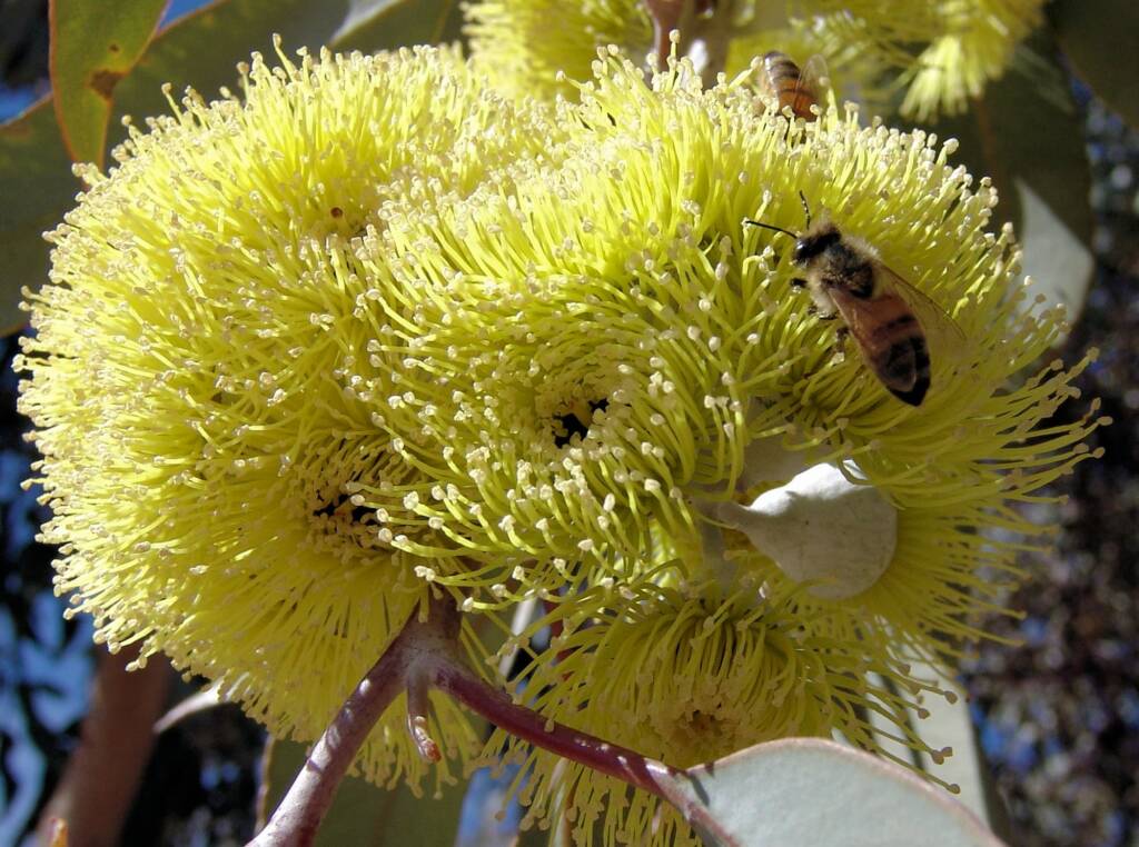 Lemon-flowered Gum (Eucalyptus woodwardii), Alice Springs NT