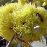 Lemon-flowered Gum (Eucalyptus woodwardii), Alice Springs NT